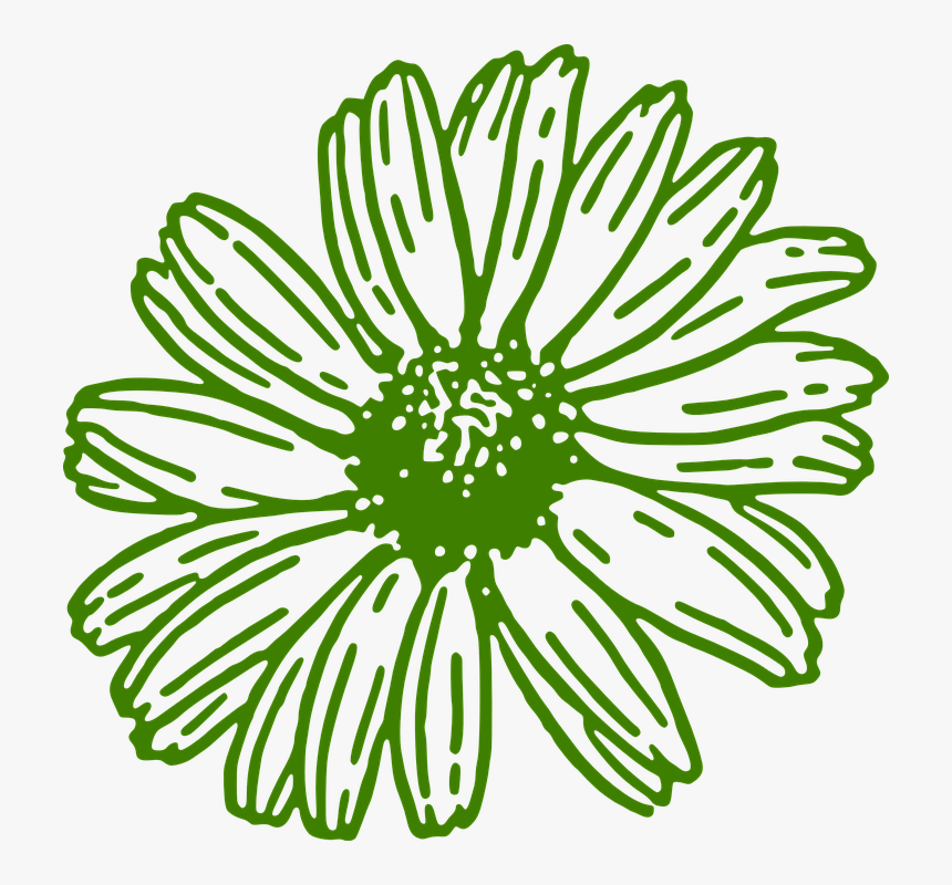 Gerbera, Daisy, Green, Flower - Gerber Daisies Clipart, HD Png Download, Free Download