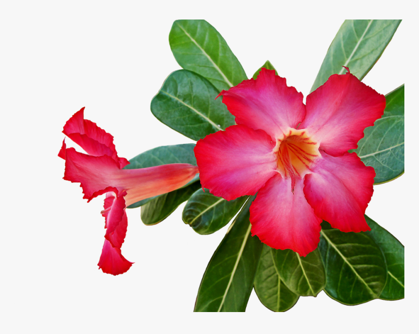 Canvas Print Plant Green Flower Flowers Stretched Canvas - Desert Rose, HD Png Download, Free Download