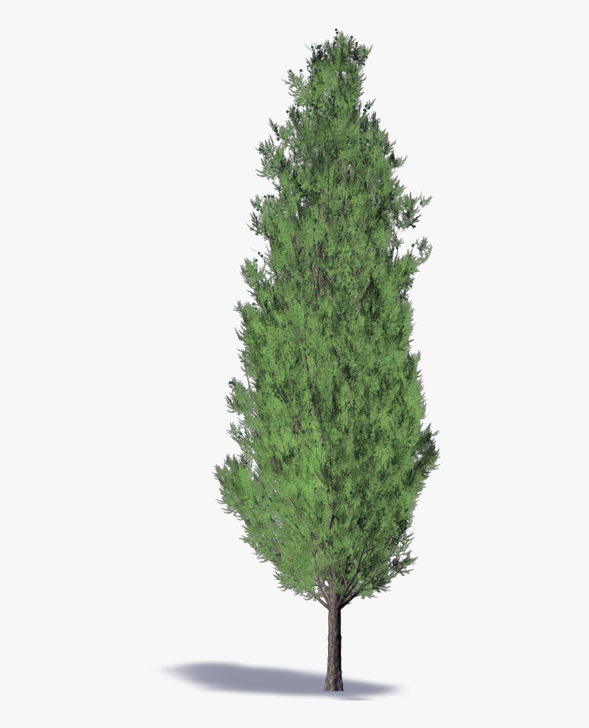 Leyland Cypress - Christmas Tree, HD Png Download, Free Download