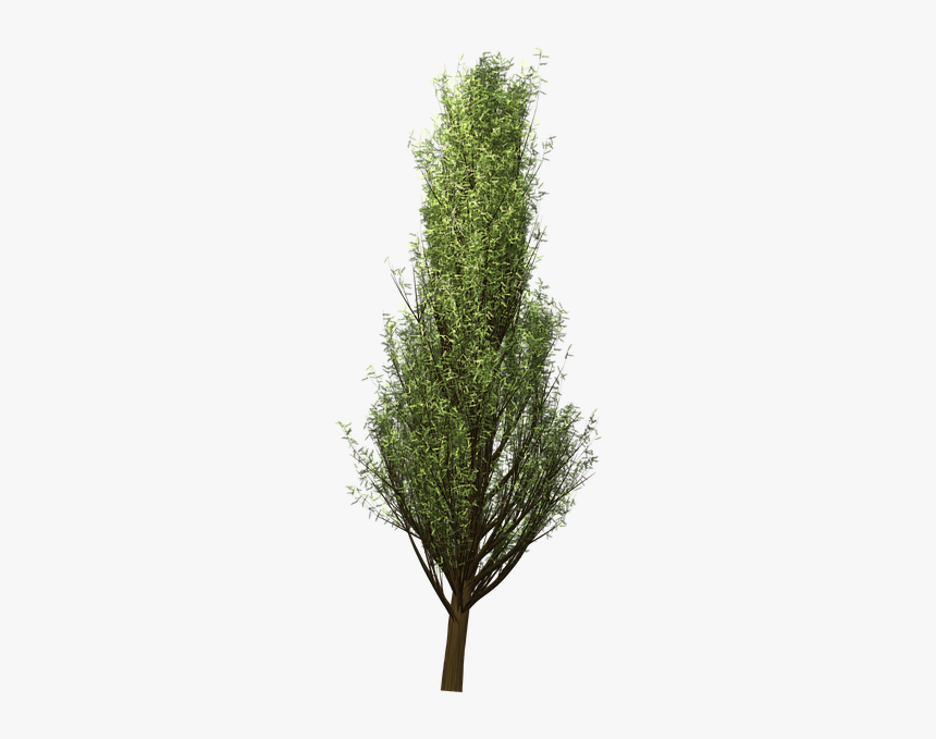 Tree, Cypress, Branches - Cypress Tree Png, Transparent Png, Free Download