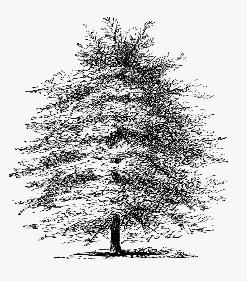 Mediterranean Cypress Tree Pine Etching Drawing - Drawn Cypress Tree Transparent Background, HD Png Download, Free Download