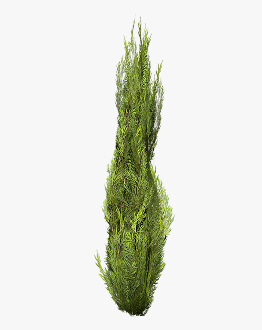 Cutout Cypress - Plantas Photoshop, HD Png Download, Free Download