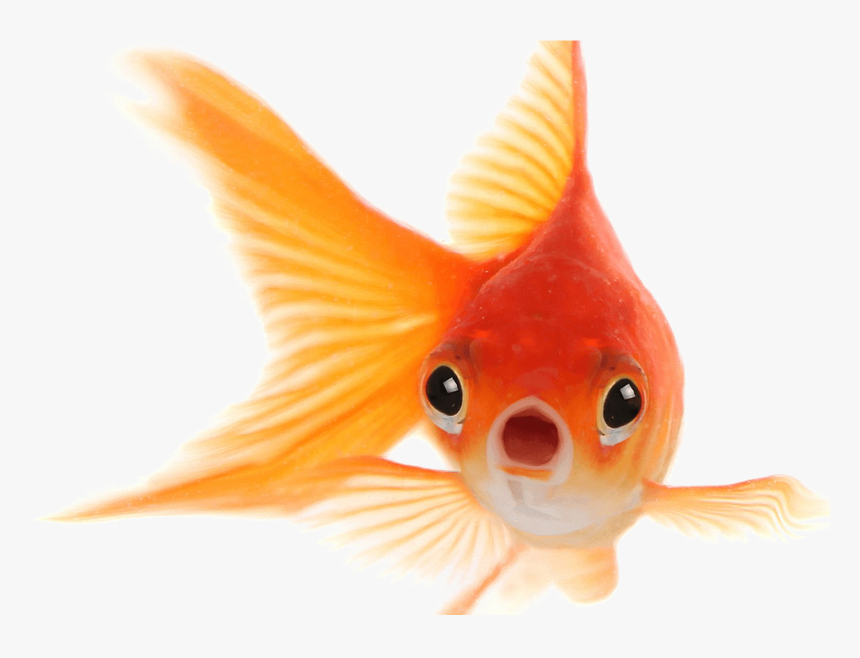 Goldfish Png Photo - Face Of Gold Fish, Transparent Png, Free Download