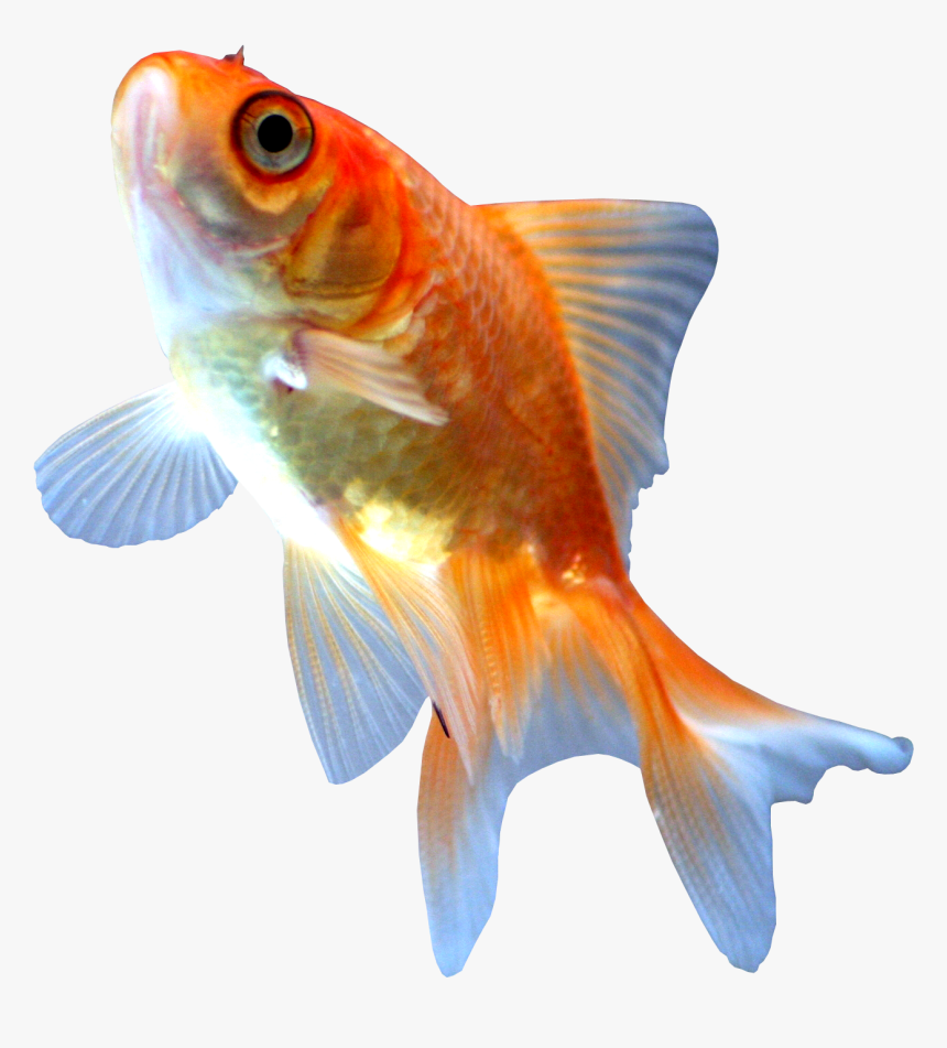 Ryukin Ranchu Koi Fish Transprent Png Free - Japon Balığı Çeşitleri, Transparent Png, Free Download