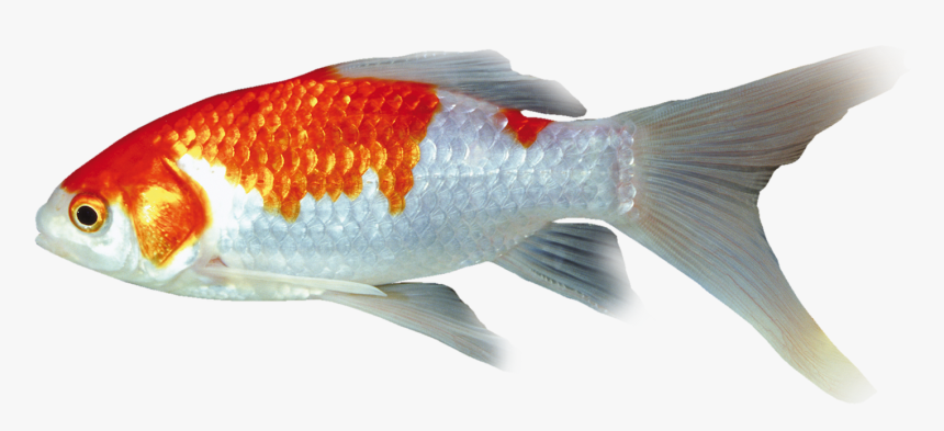 Transparent Acuario Png - Goldfish, Png Download, Free Download