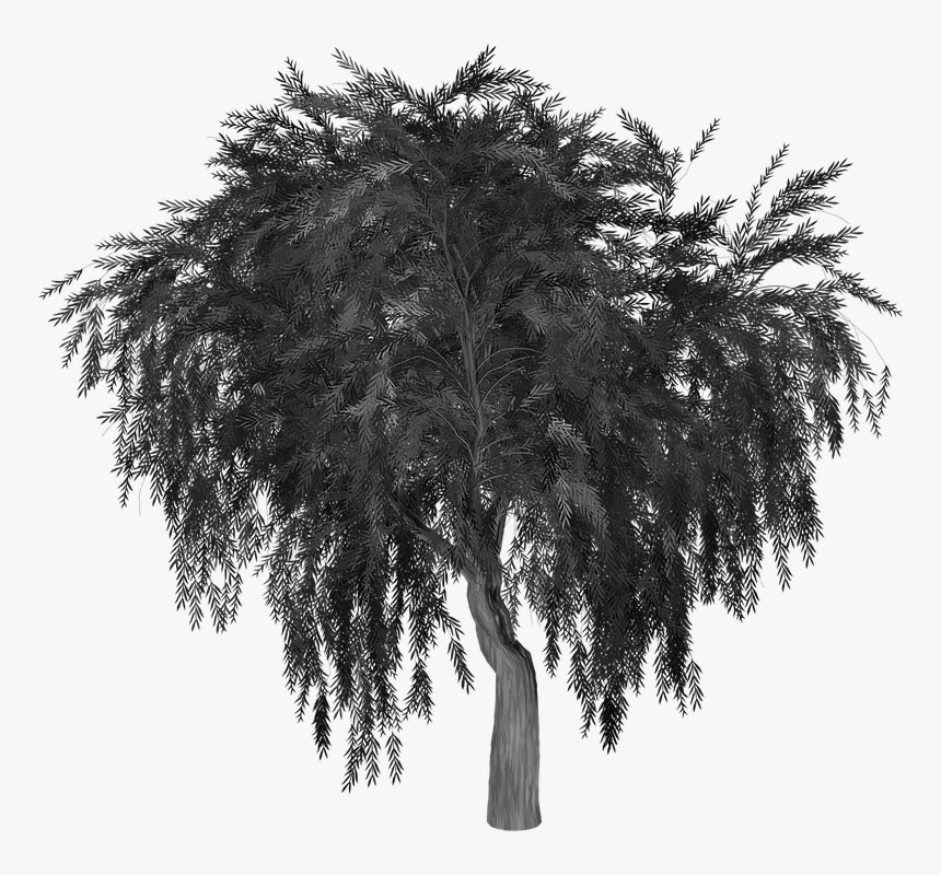 Weeping Willow, Tree, Silhouette, Isolated, Transparent - Silhouette Willow Tree Png, Png Download, Free Download