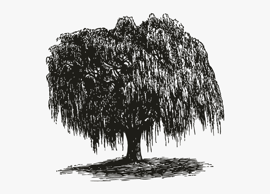 Drawings Of Realistic Trees, HD Png Download, Free Download