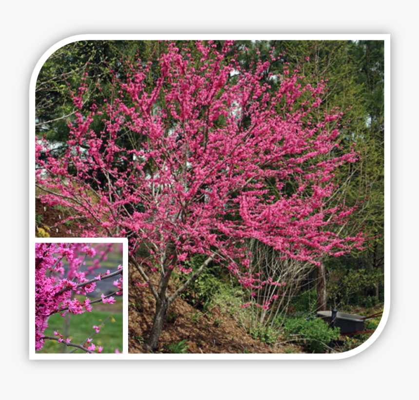 Picture - Red Bud, HD Png Download, Free Download