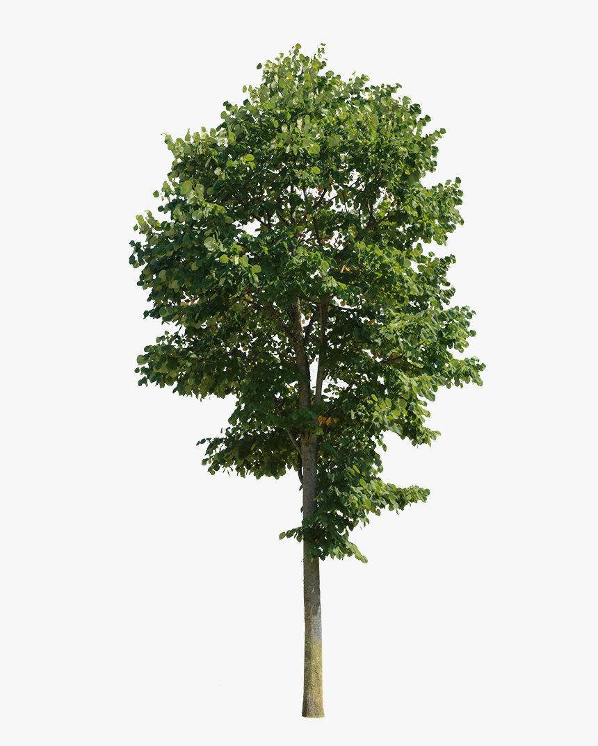 Trees Png Hd, Transparent Png, Free Download
