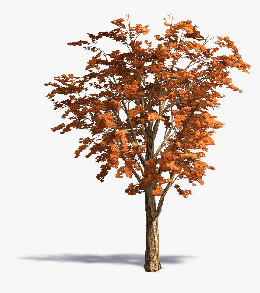 Acer Acuminatum - Autumn - Acer Acuminatum, HD Png Download, Free Download