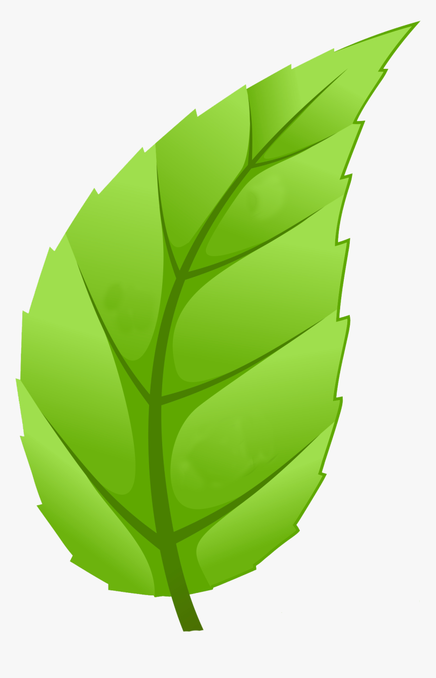 Leaf Trees Png Clipart , Png Download - Tree, Transparent Png, Free Download