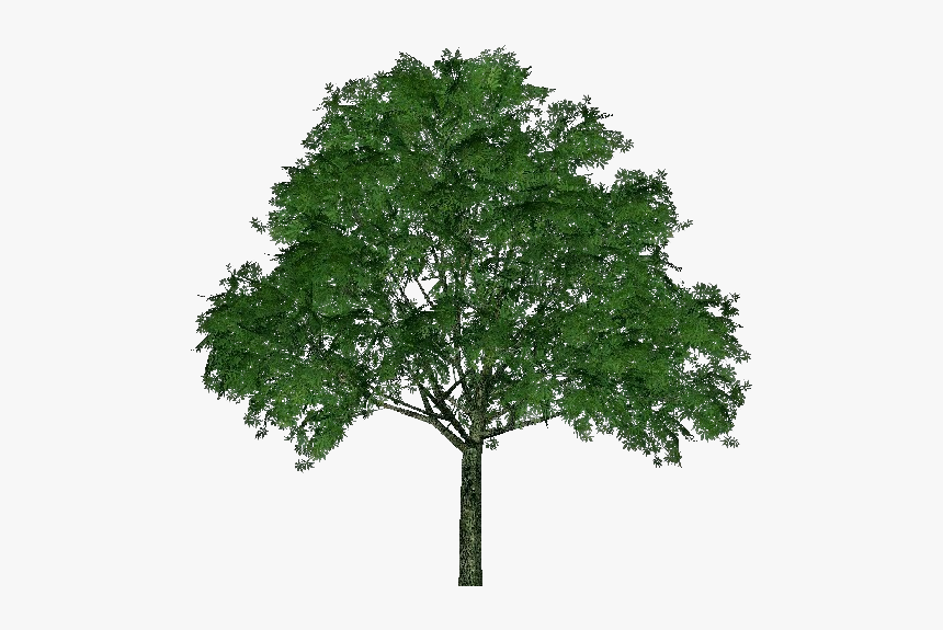 Ohio Horse Chestnut - Horse Chestnut Tree Silhouette, HD Png Download, Free Download