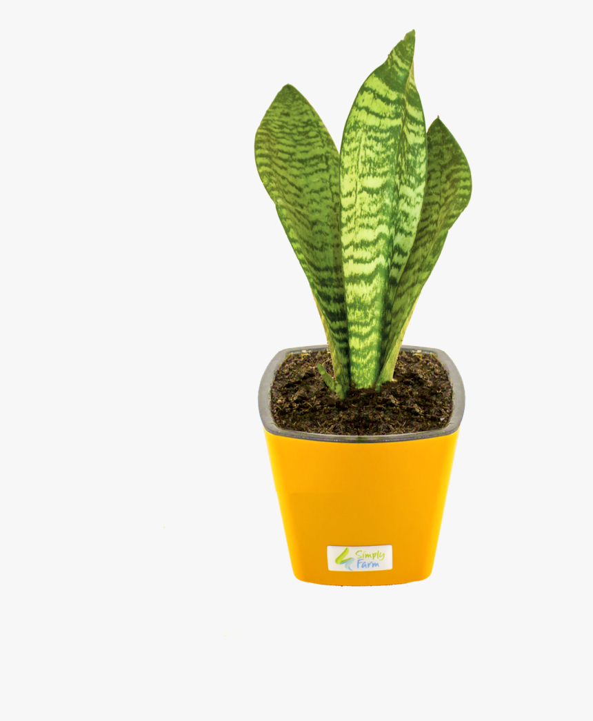 Snake Plant Png - Flowerpot, Transparent Png, Free Download