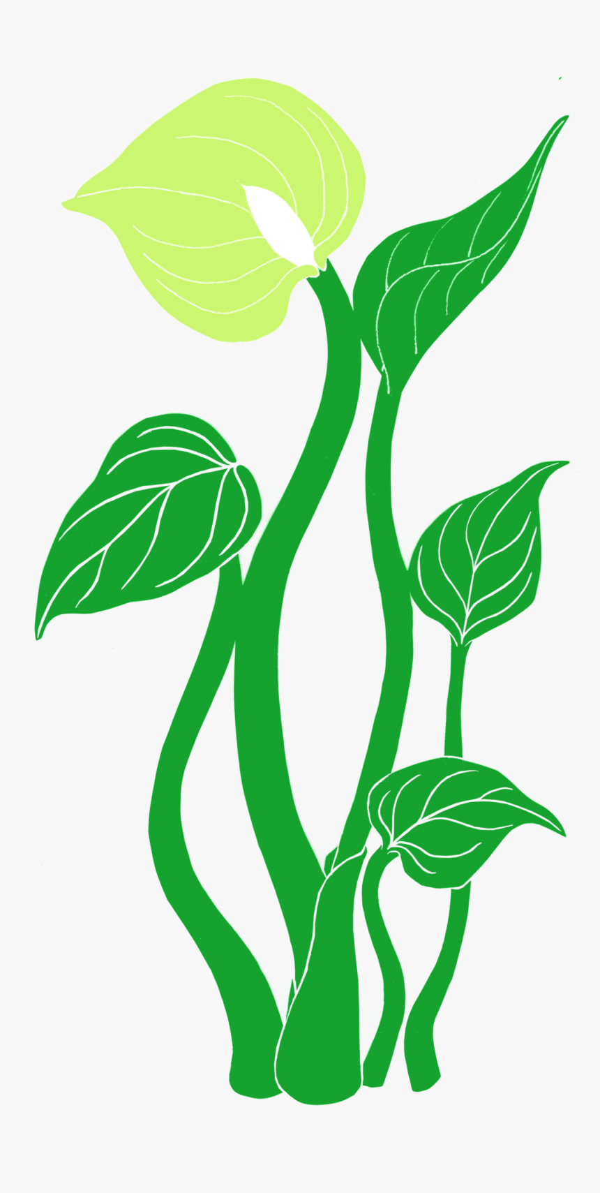 Tall Green Plant, HD Png Download, Free Download