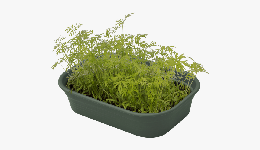 Green Plant Png, Transparent Png, Free Download