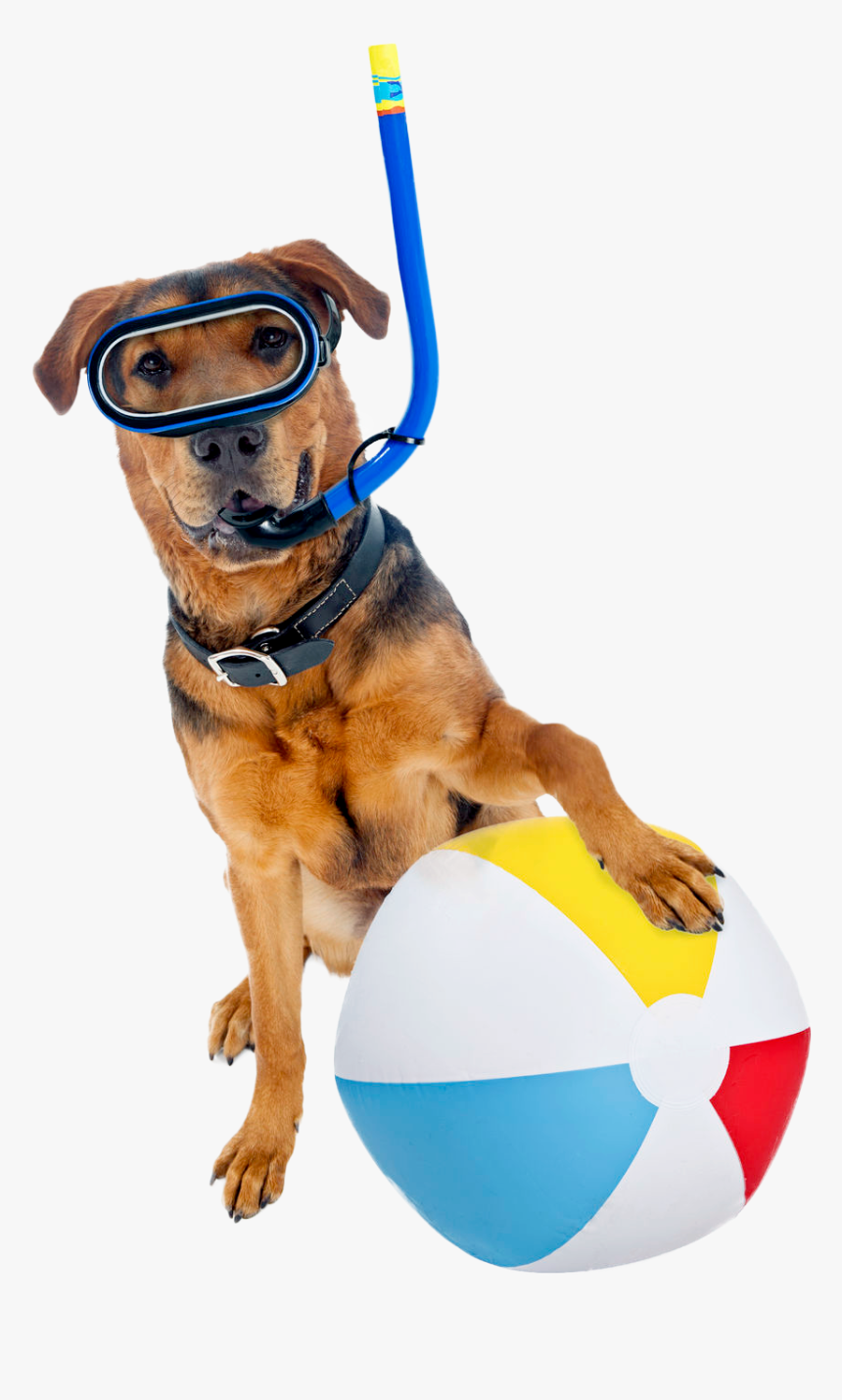 Summer Weather Reminds Us Of Pool Parties, Longer Evenings, - Dog Sitting With One Leg Out, HD Png Download, Free Download
