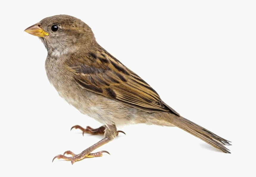 Sparrow Png Image Background - Sparrow Png, Transparent Png, Free Download