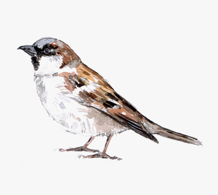 Sparrow Png Download Image - House Sparrow, Transparent Png, Free Download