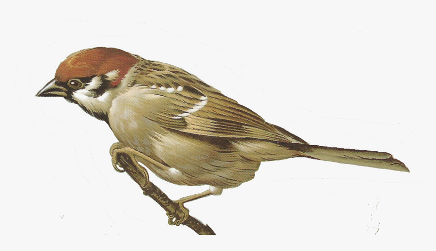 Sparrow Png - Clipart Sparrow Png, Transparent Png, Free Download