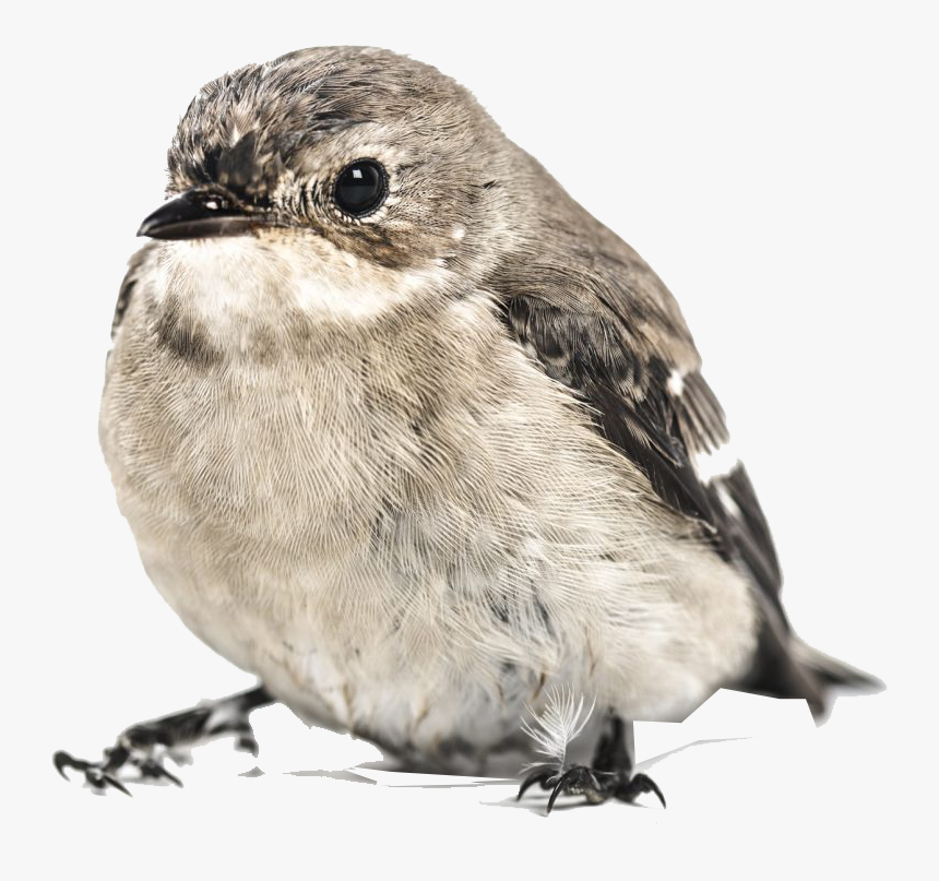 Sparrow Png Image File - Baby Bird White Background, Transparent Png, Free Download