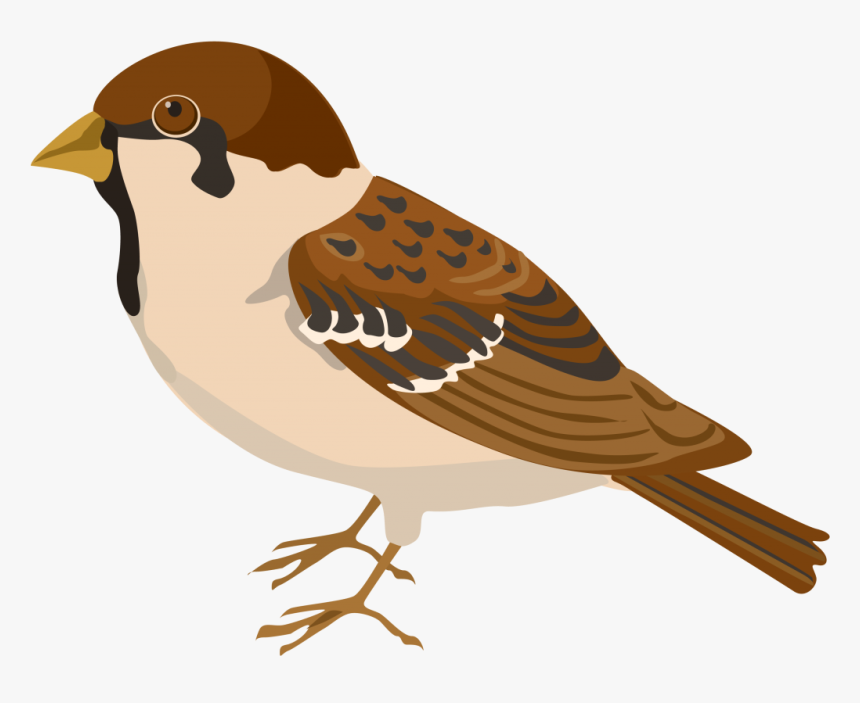 House-sparrow - Sparrow Clipart, HD Png Download, Free Download