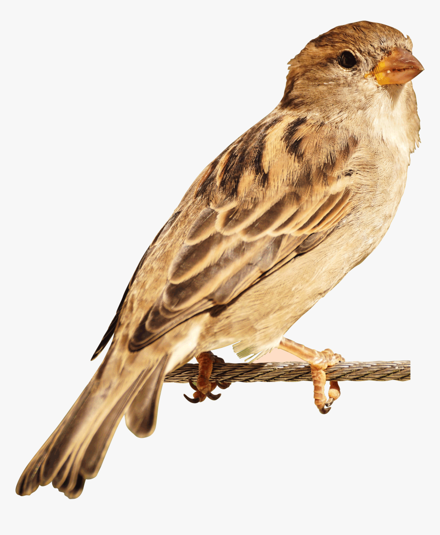 Sparrow - Bird Image Hd Png, Transparent Png, Free Download