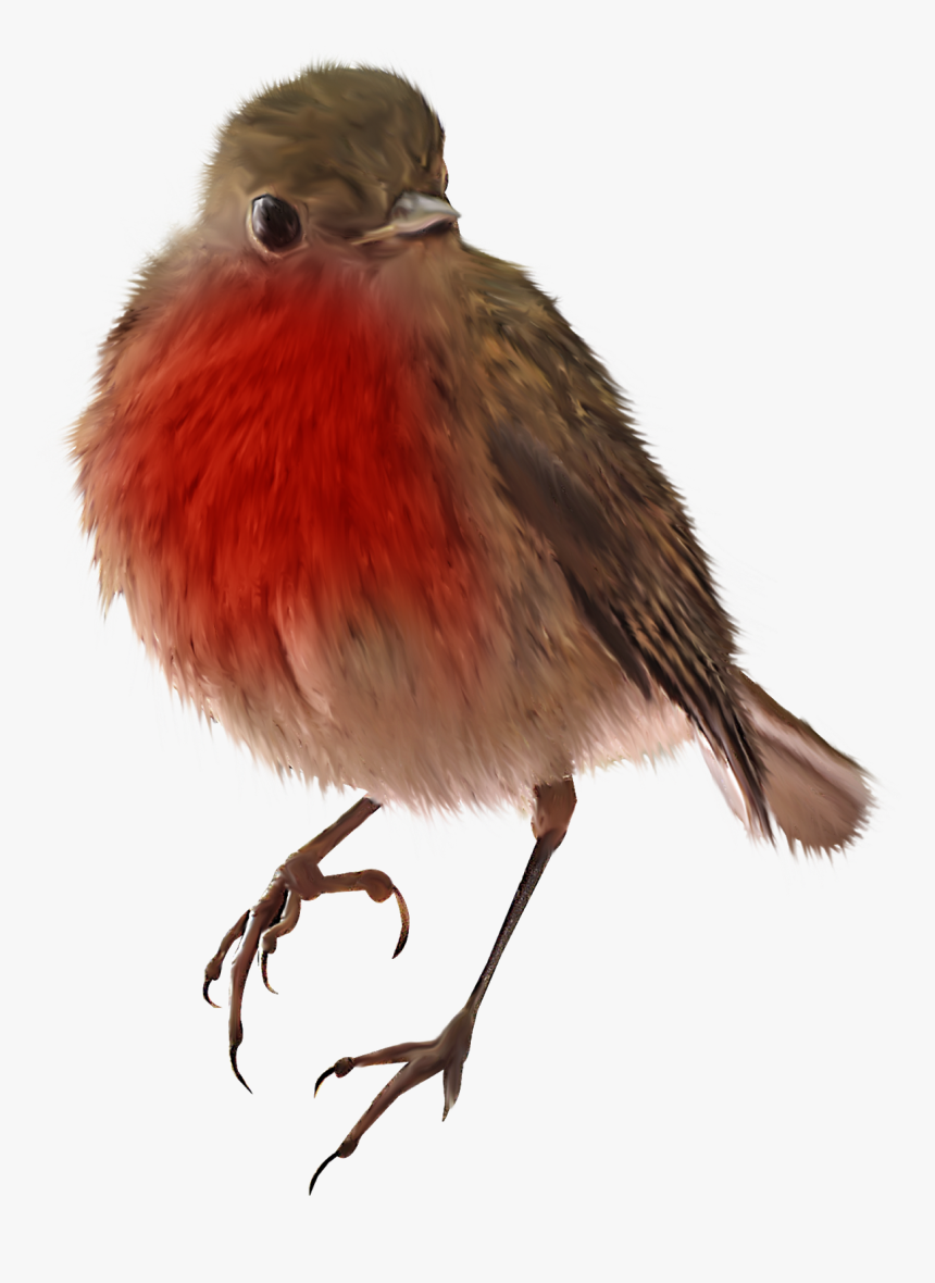 Birds png. Птичка клипарт на прозрачном фоне. Маленькие птички на прозрачном фоне. Клипарт птицы на прозрачном фоне. Зарянка на белом фоне.