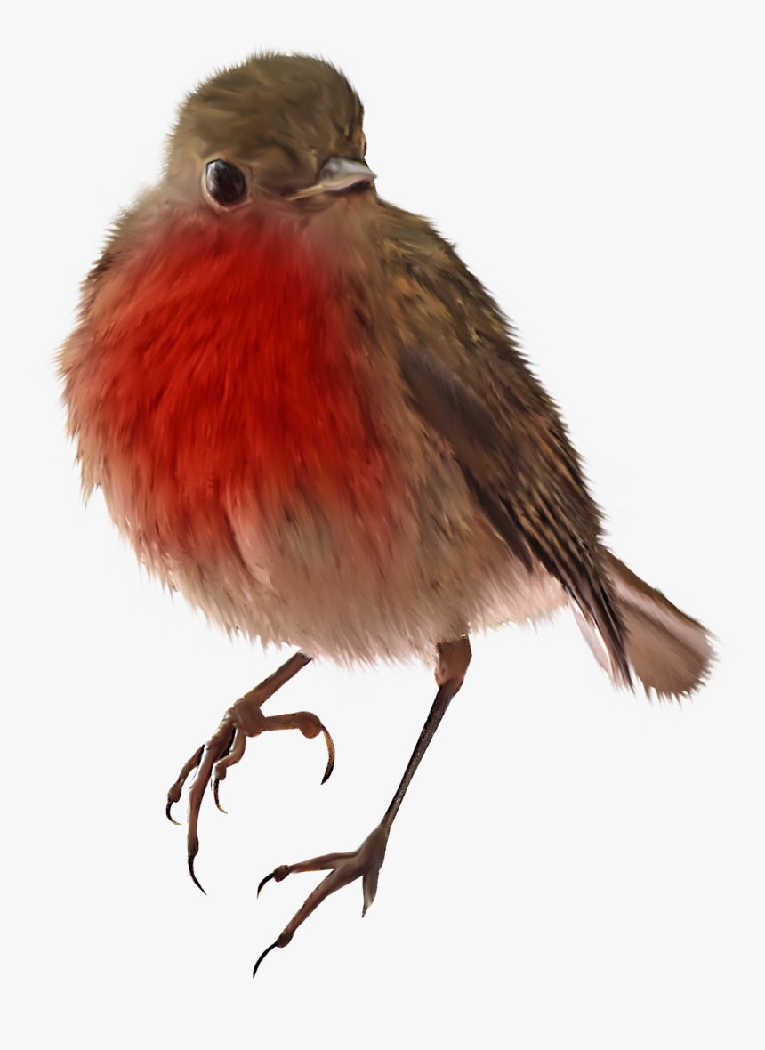 Bird, HD Png Download, Free Download