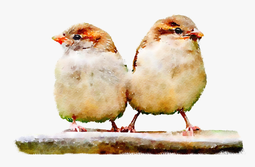 Transparent Sparrow Png - House Sparrow, Png Download, Free Download