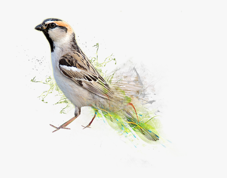 World Sparrow Day 2019, HD Png Download, Free Download