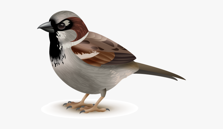 Sparrow-01 - Gorrion Esquema, HD Png Download, Free Download