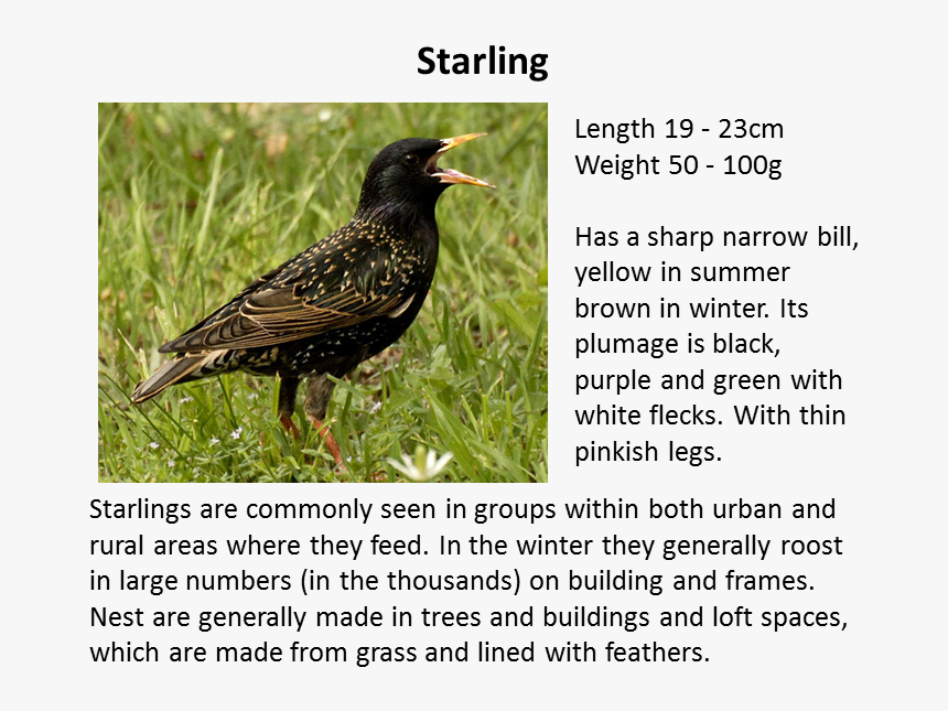 Starling Bird , Png Download - Starling Bird, Transparent Png, Free Download