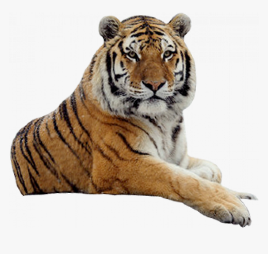 Sitting - - Tiger Png, Transparent Png, Free Download