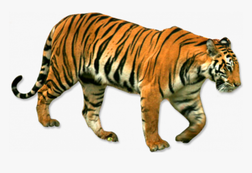 Standing - - National Animal Of India Png, Transparent Png, Free Download