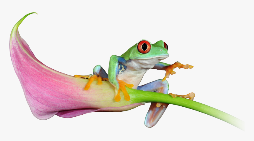 See Our Latest Website Projects - Red-eyed Tree Frog, HD Png Download, Free Download