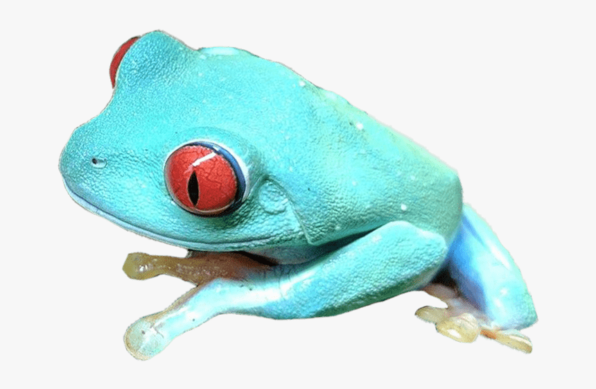 Transparent Blue Frog Png - Blue Red Eyed Tree Frog, Png Download, Free Download