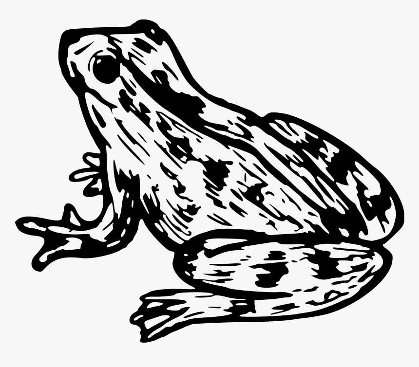 Tree Frog Png Black And White - Tree Frog Black And White, Transparent Png, Free Download