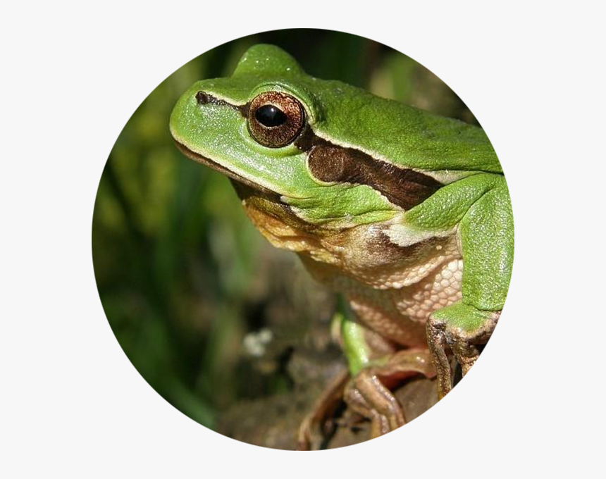 Frog Culture, HD Png Download, Free Download