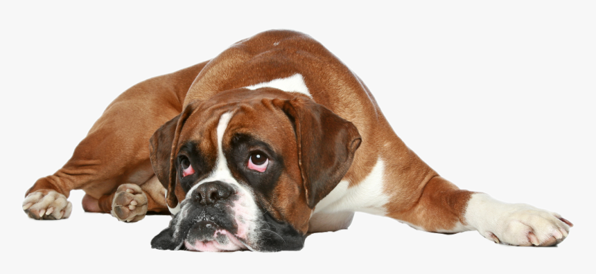 Get Well Soon Boxer Dog , Png Download - Boxer Dog Get Well, Transparent Png, Free Download