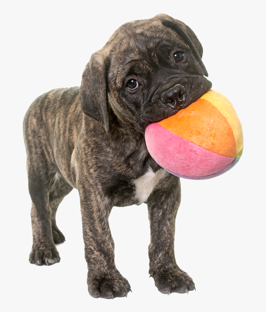 Puppy - Boxer, HD Png Download, Free Download