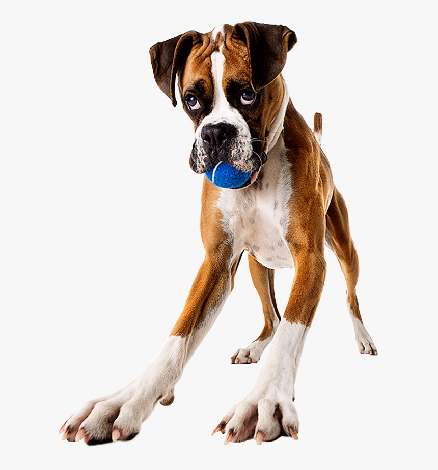 #boxerdog #boxer #dog #playful #ball #dogplaytime #playwithme - Boxer, HD Png Download, Free Download