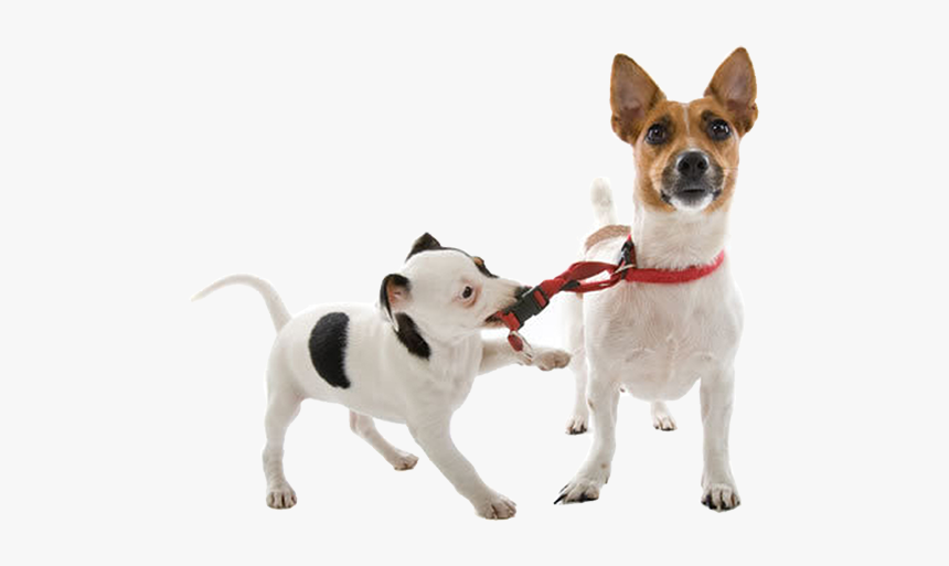 Funny Animal Png - Dog Walking Png's, Transparent Png, Free Download