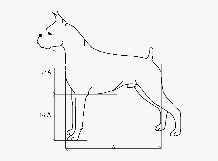How To Draw A Boxer Dog - Ancient Dog Breeds, HD Png Download, Free Download