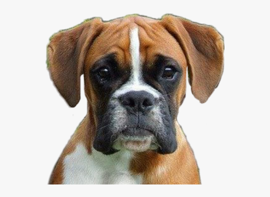 #dog #dogs #boxer #puppy #welpe #boxerpuppy #boxerwelpe - Boxer Dog Png Transparent, Png Download, Free Download