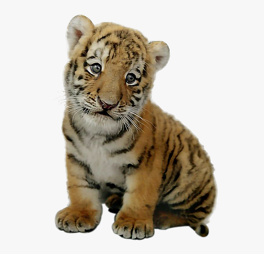 Transparent Safari Hunter Clipart - Transparent Baby Tiger Png, Png Download, Free Download