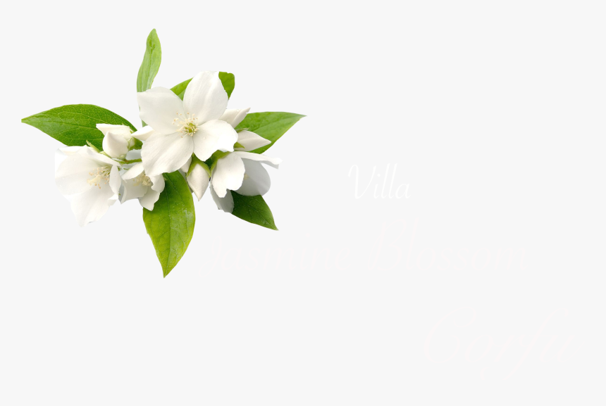 Jasmine Flower Hd Png , Png Download - Jasmine Flower Transparent Background, Png Download, Free Download