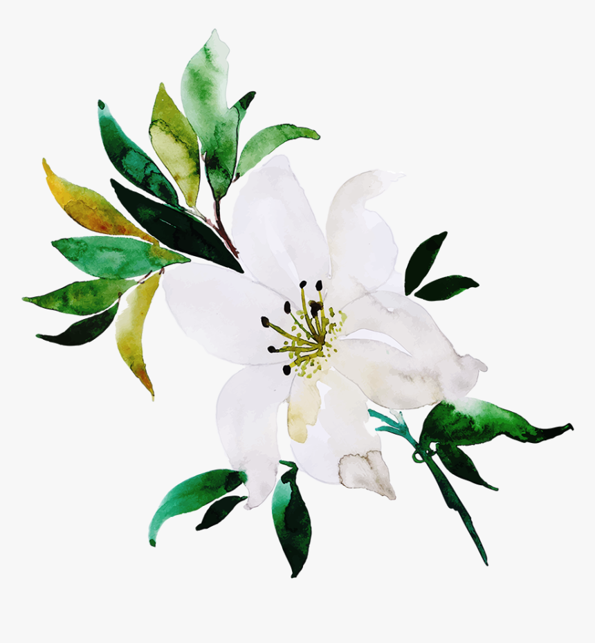 Jasmine Clipart Flower, HD Png Download, Free Download