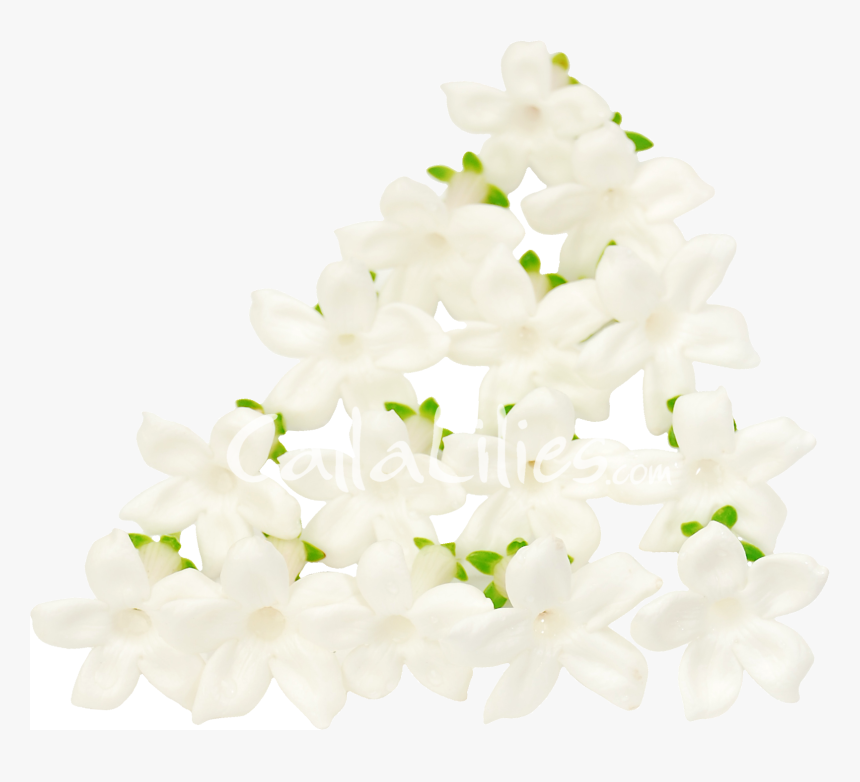 92, A Bouquet Of White Lilies, Juan Beck Collection - Jasmine Petals Png, Transparent Png, Free Download