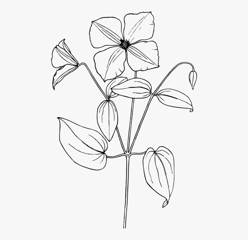 Trillium Drawing Flower - Sampaguita Flower Drawing Easy, HD Png Download -...