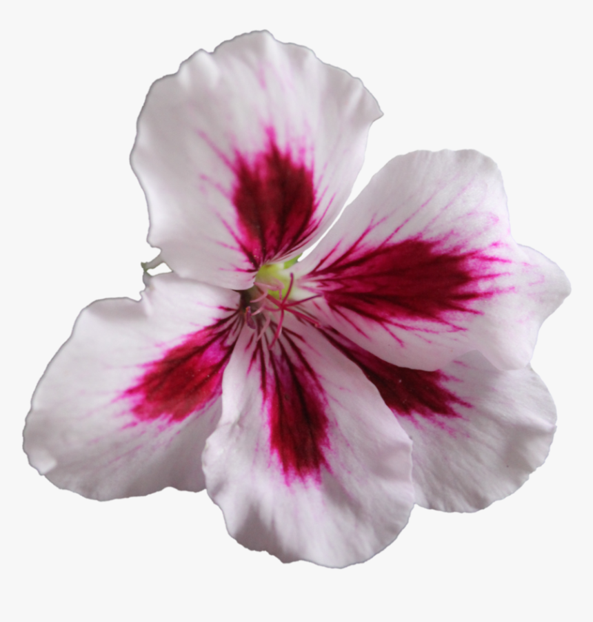 Geranium Png, Transparent Png, Free Download